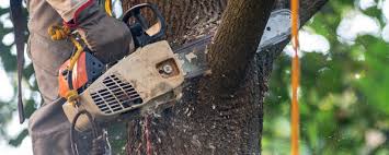 Trusted Village Of The Branch, NY Tree Services Experts