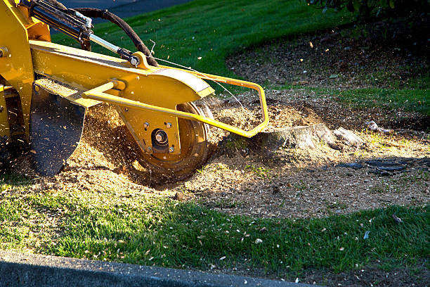 Best Lawn Pest Prevention  in Village Of The Branch, NY